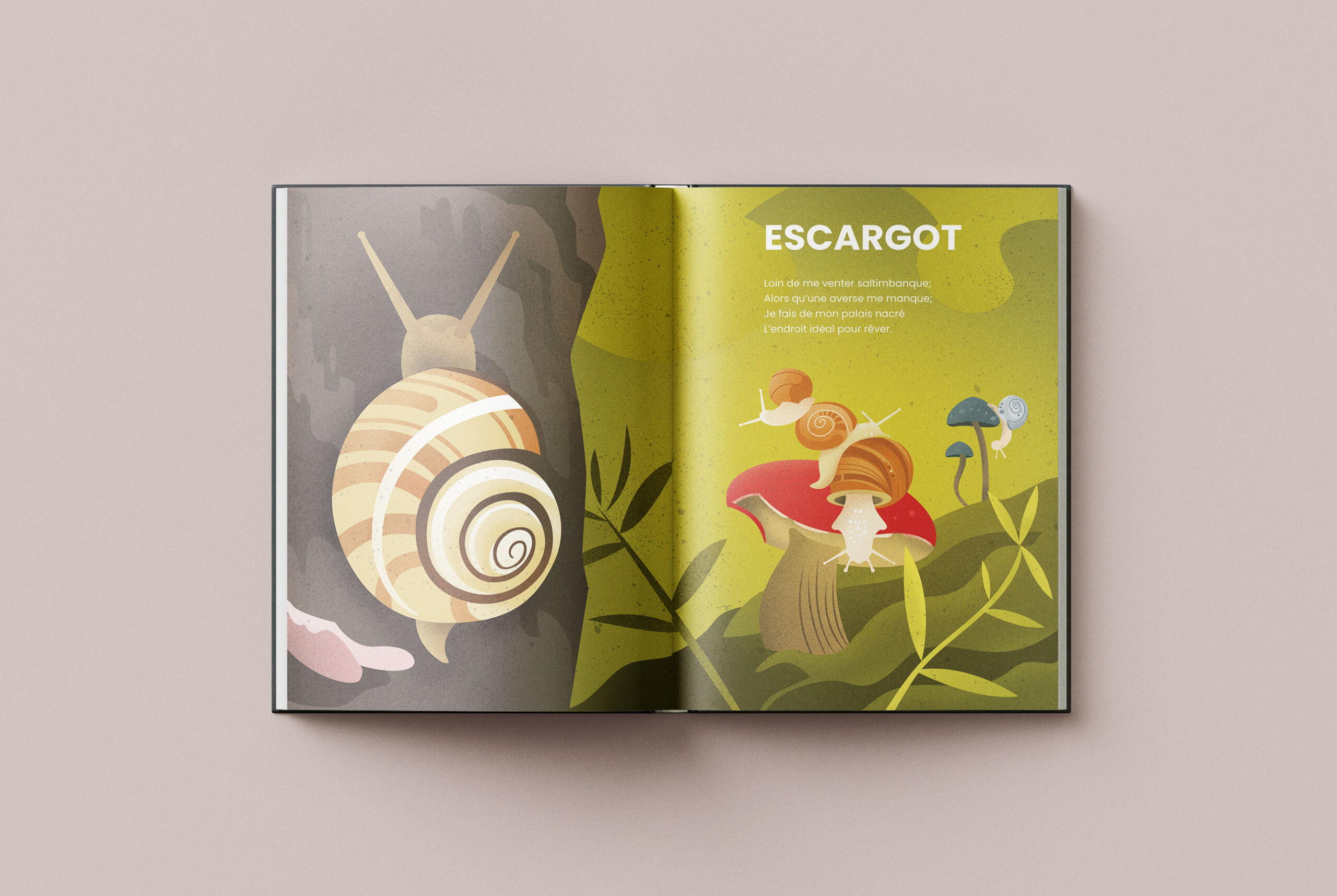 regard_animal_escargot